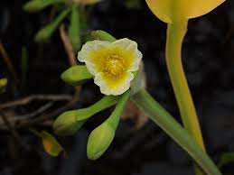 Image result for Alismataceae