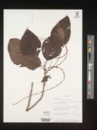 Image result for Boehmeria macrophylla