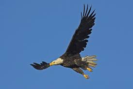 Ontdek de perfecte stockfoto's over amerikaanse zeearend en redactionele nieuwsbeelden van getty images kies uit premium amerikaanse zeearend van de hoogste kwaliteit. Bald Eagle Amerikaanse Zeearend Photo Ronald Kamphuis Photos At Pbase Com