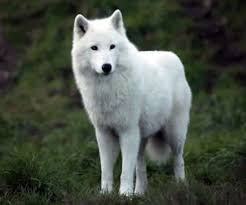 Clothing is the smallest detail in looking like a wolf. Cute White Wolf Cub Sliding Puzzle Proprofs