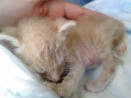 How to save a nestling from dying nestlings may get out of the nest and need help getting back. Newborn Kittens Dead Novocom Top