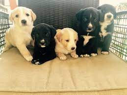 We proudly raise black, yellow and chocolate akc labrador puppies for show, hunting, and companion dogs. Litter Of 9 Labrador Retriever Puppies For Sale In Fort Collins Co Adn 67243 On Puppyfinder Com Gender Male Labrador Retriever Puppies Shepherd Mix Puppies
