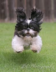 Black And White Maltese Shih Tzu Mix Cute Shih Tzu Black And White Shih Tzu Funny All Puppies Pictures And Wallpapers Cute Animals Cute Dogs Baby Dogs