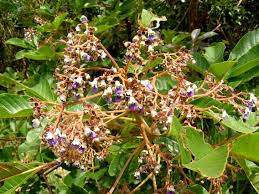Image result for Vitex madiensis