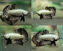 Bettas can breathe from their labyrinth organ which enables the. About Betta Fish What Is A Dragon Scale