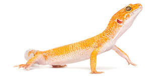 What is the best pet for a kid. What Is The Best Pet Lizard For A Kid The Pet Lizard