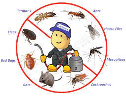 Struggling to control a growing population of rodents in your home? Calvin Alden Author At Pro Pacific Pest Control