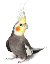 But the costs can rise dramatically depending upon the. Have You Ever Had A Pet Cockatiel What Makes This Bird Special Quora
