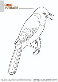 Anda bisa mendapati cendrawasih dengan karena kecantikannya tersebut, burung cendrawasih menjadi incaran para pemburu dari jaman dahulu. Mewarnai Sketsa Gambar Burung Cendrawasih Yang Mudah Terbaru Kataucap