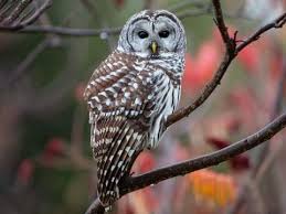 Download Barred Owl Identification All About Birds Cornell Lab Of Ornithology