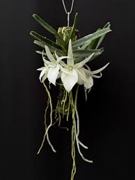 Image result for Polystachya songaniensis