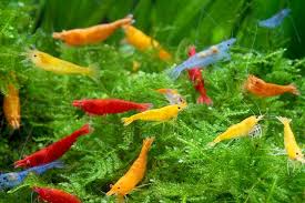 8 Facts About Aquarium Shrimp - FishLab.com