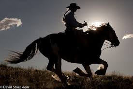 We did not find results for: Portfolio David R Stoecklein Horses Cowgirl And Horse Beautiful Horses