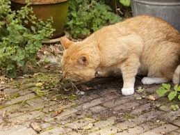 We usually just think that they ate a little too much or too quickly. What To Do If Your Cat Keeps Vomiting Argos Pet Insurance