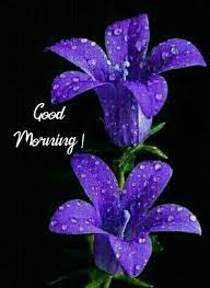 We've found five fantastically beautiful images of good morning wishes for you. Good Morning Images With Purple Flowers Hutomo
