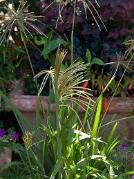 Image result for Chloris virgata