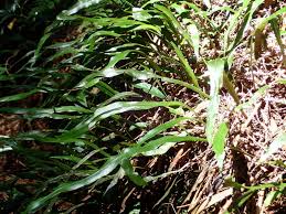 Image result for Loxogramme latifolia