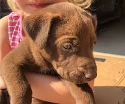 Lab pointer hybrid aka pointador roland ranch german shepherd german shorthaired pointer mix dogs breeds and. View Ad Border Collie German Shorthaired Pointer Mix Litter Of Puppies For Sale Near Colorado Limon Usa Adn 220779