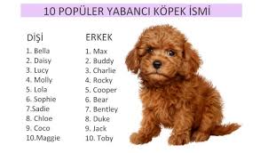 Kopek Isimleri