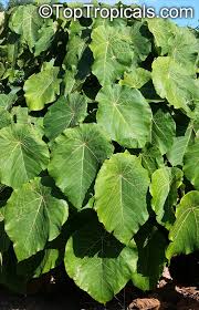 Image result for Macaranga mellifera