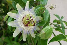 Image result for Passiflora caerulea