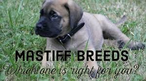 Before you bring a foster animal home, wrha will ensure that your pets are current on vaccines (including felv/fiv testing for cats and heartworm testing for dogs). What Are The Different Types Of Mastiff Breeds And Which Is Best For Me Pethelpful