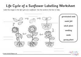 And this doesn't even include our summer coloring pages and craft ideas, so make sure to check them out too! Sunflower Worksheets