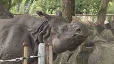 国内最高齢32歳のインドサイの長寿を祝う　人間でいうと約70歳　9月18日は「敬老の日」