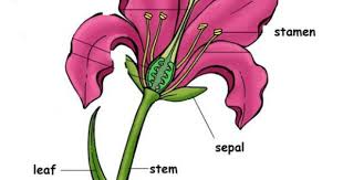 Post It Labels For The Parts Of A Flower Parts Of A Flower Plant Science Science Lessons