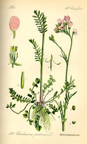Image result for Cardamine