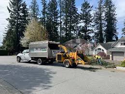 Doing it right is actually no more difficult than doing it wrong, particularly if you think ahead to how much work it would take to remove a dead tree! Which Are The Top Best 3 Langley Tree Service To Choose Now Bold Tree Service