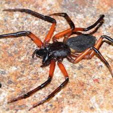 There are still communities across the maghreb that speak berber or amazigh and a dialect called darija that heavily. Scorpion Spider African Snakebite Institute