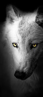 8162 viewsblack wolf, predator, rest, stay. Wolf Wallpaper 4k Black Background Wild 5k Animals 1529