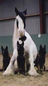 Cape May S Best Of Cape May County Pet Friendly Trip Advisor Travel Planner Accommodations Rentals Dinning Shoppi Horses Animals Beautiful Horses And Dogs