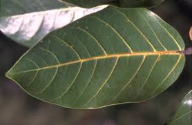 Image result for Ficus trichopoda