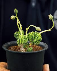 みんなの趣味の園芸