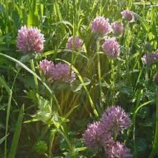 Have you been struggling to get your lawn looking lush and green? How To Get Rid Of Clover In Your Lawn Lawnscience Lawn Care Franchise