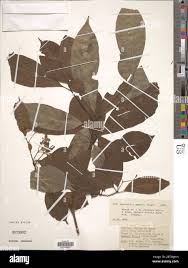 Image result for Rauvolfia mannii