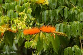 Image result for Combretum falcatum