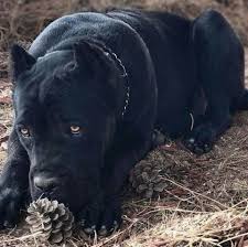 From I Love My Cane Corso From I Love My Cane Corso 2020 Cane Corso Hayvanlar Kopek Turleri