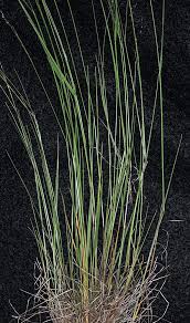 Image result for Agrostis epigejos