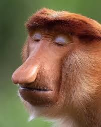 Interview Zoologist Captures Beautifully Expressive Faces Of Endangered Animals Around The World Animal Photography Wildlife Endangered Animals Animal Photography