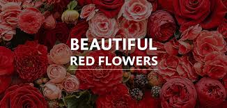 Beautiful images beautiful flowers roses for her camera wallpaper rose varieties flower bird pretty roses spray roses hydrangea. 5 Beautiful Red Flowers That Defines Love Like A Rose