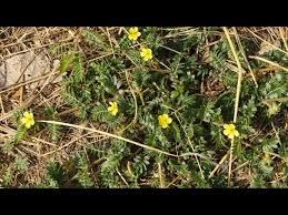 In the case of mature plants and seeds: Goat Heads Weed From The Ground Up Youtube