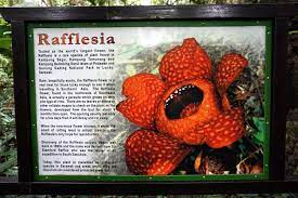 15 Interesting Facts About The Rafflesia Flower Backyard Tour