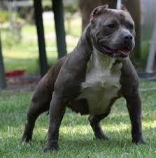 Gotti pit bulls are now one of the most popular bloodlines and are highly sought after by many pit the goti bloodline is not a pitbull line really. Dax Pitbull Dax 2020