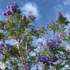 Image result for Jacaranda mimosifolia