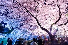 Die blüten erscheinen etwa von april bis mai. Japan Hanami Japans Kirschen Bluhen Dieses Jahr Verfruht