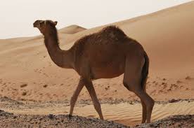 A camel measures up to85 meters high and 2.15 meters including the hump measuring a total of up to 75 cm. Camel Can Drink 100 Liter Of Water At A Time Know Other Amazing Facts Newstrack English 1