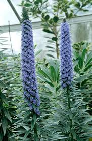 From classics to more unusual varieties. Echium Candicans Flowers Perennials Plants Willow Trees Garden